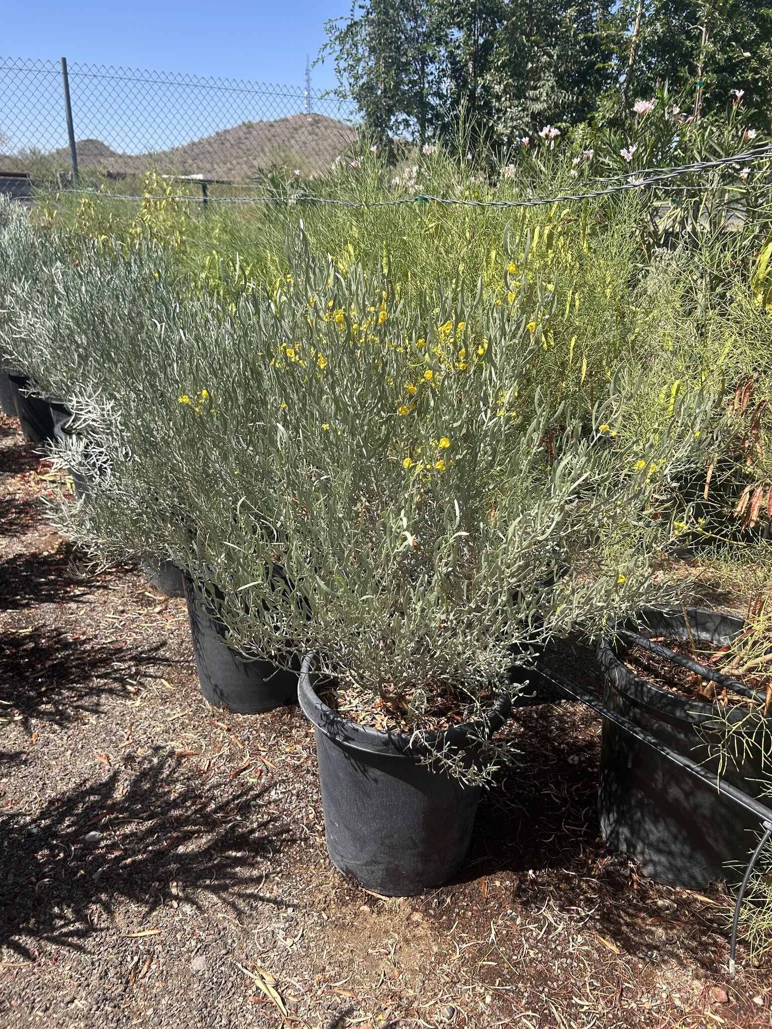 Silvery Cassia 10/15 Gallon