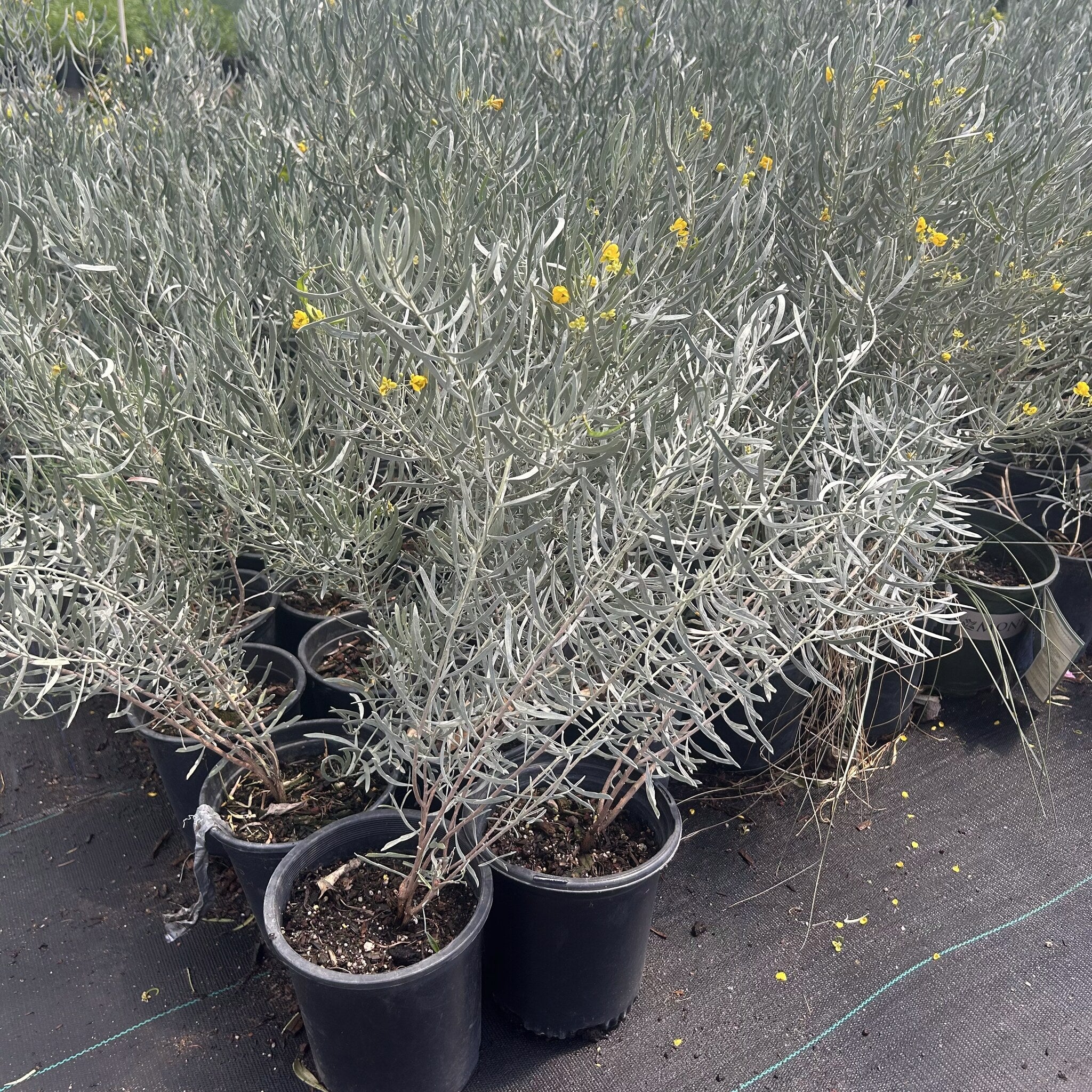 Silvery Cassia