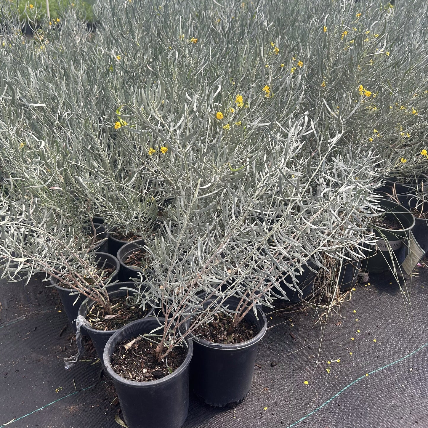 Silvery Cassia
