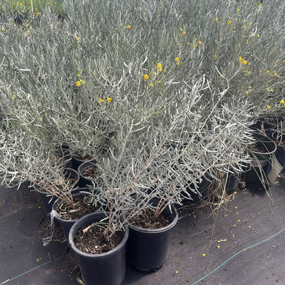 Silvery Cassia