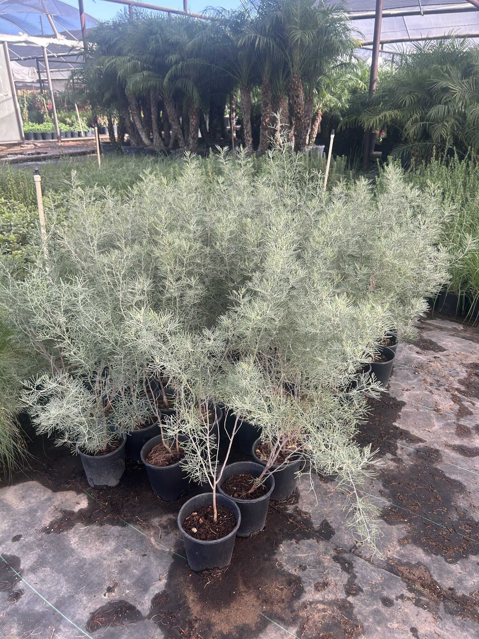 Silvery Cassia