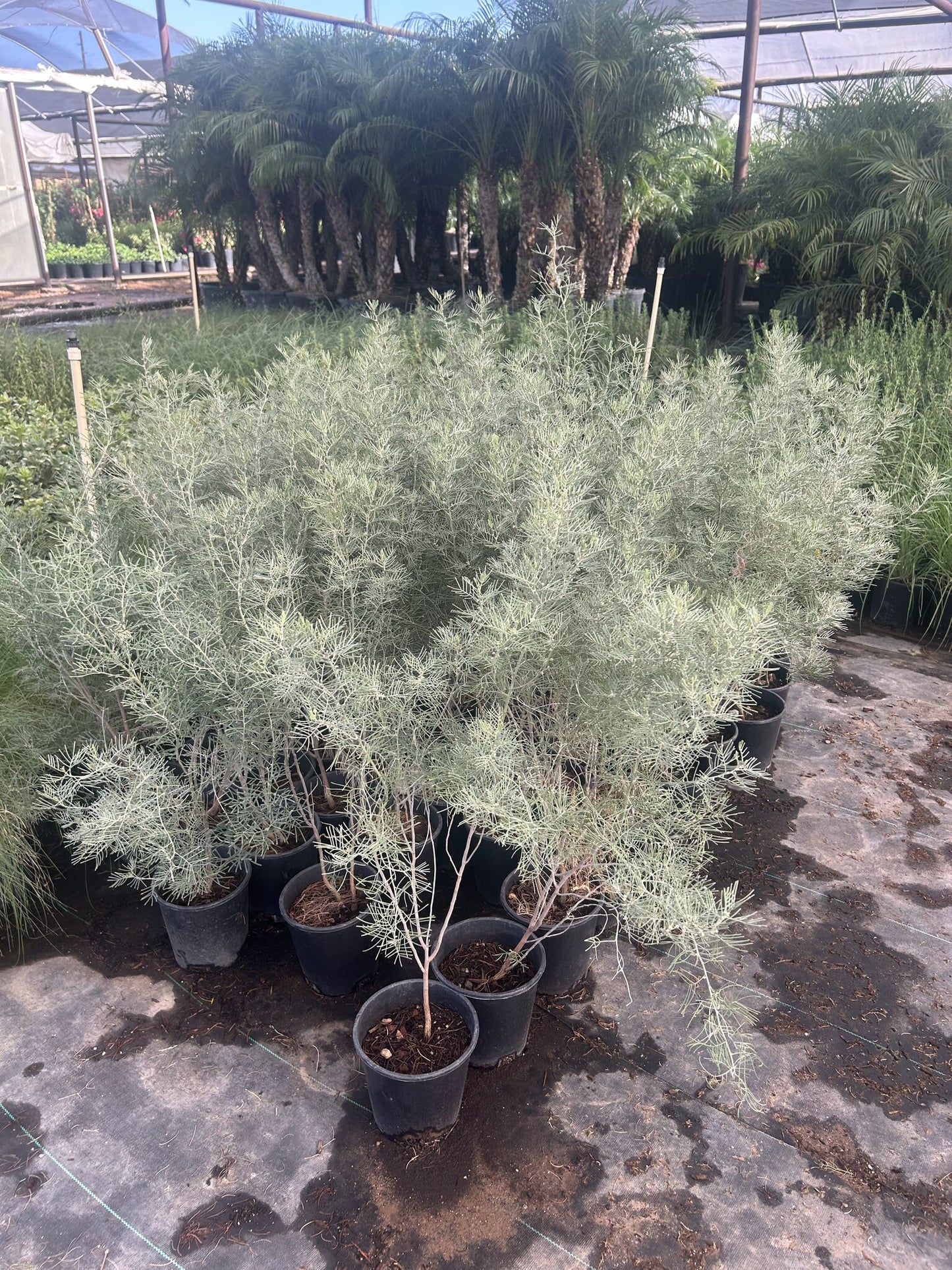 Silvery Cassia
