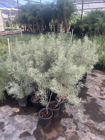 Silvery Cassia