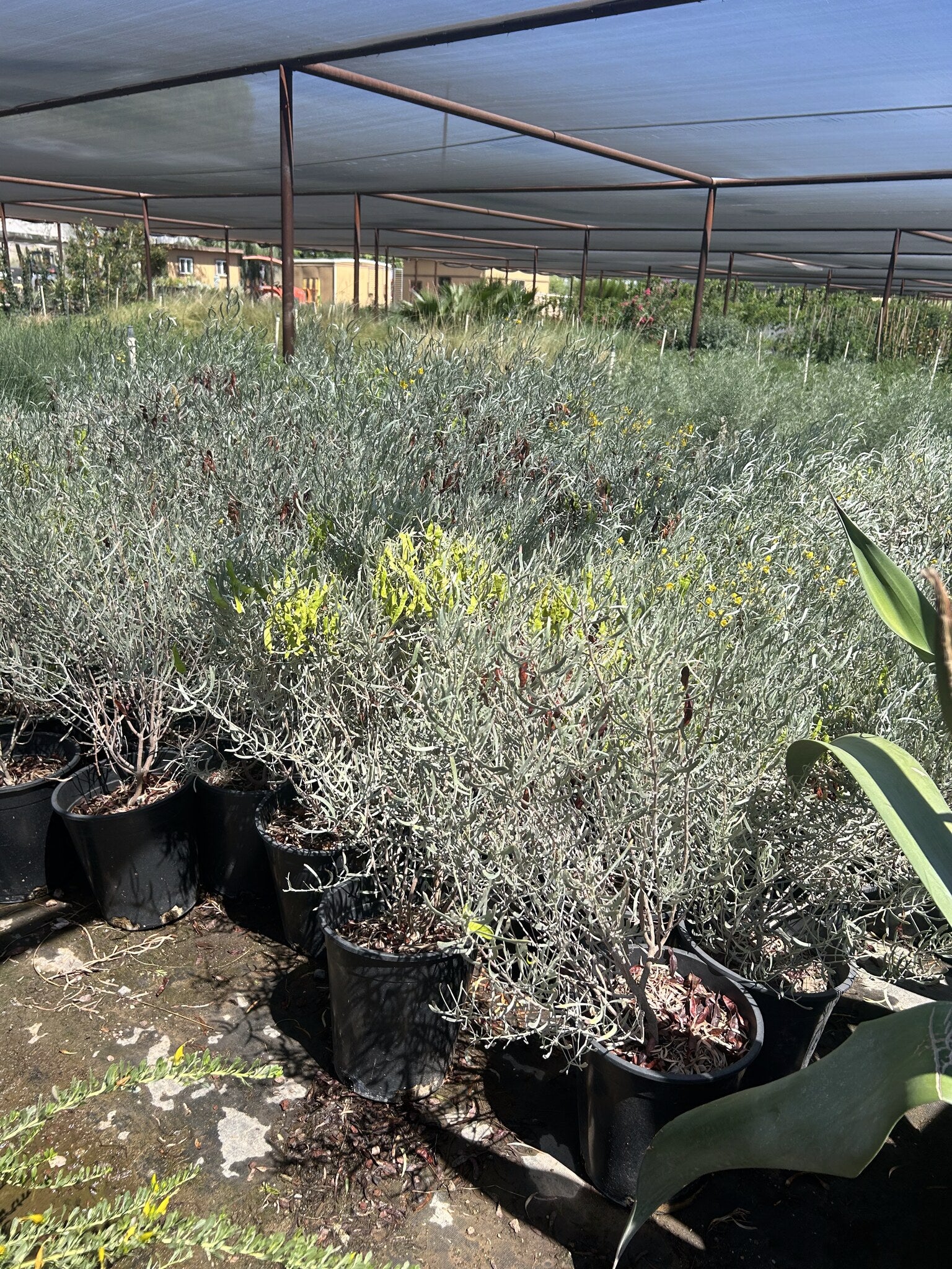 Silvery Cassia 3/5 Gallon