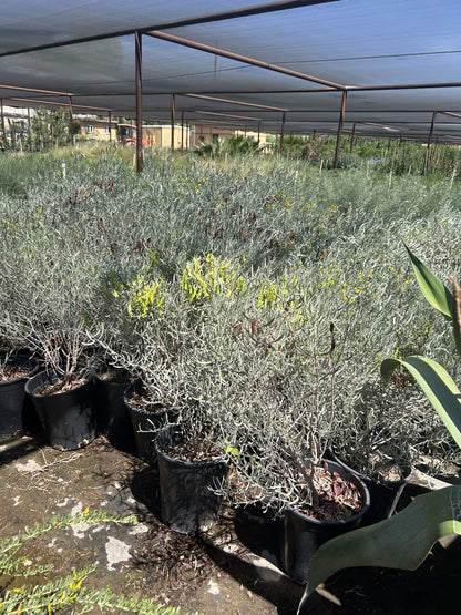 Silvery Cassia 3/5 Gallon