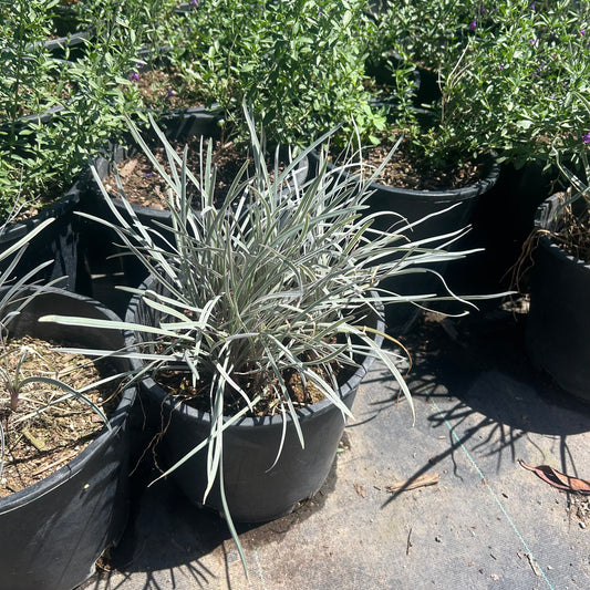 5 gallon Silvery Sunproof Liriope (Liriope muscari 'Silvery Sunproof') in nursery pot — Phoenix, AZ
