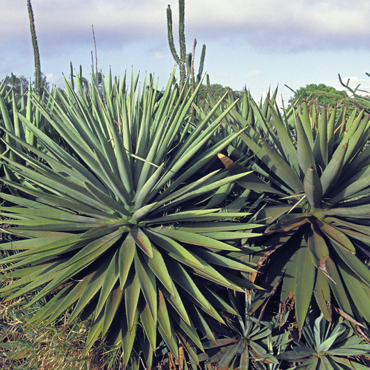 Sisal Hemp Agave