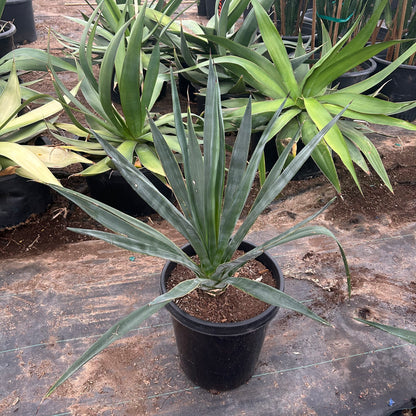 15 gallon Sisal Agave (Agave sisalana) in nursery pot — Phoenix, AZ