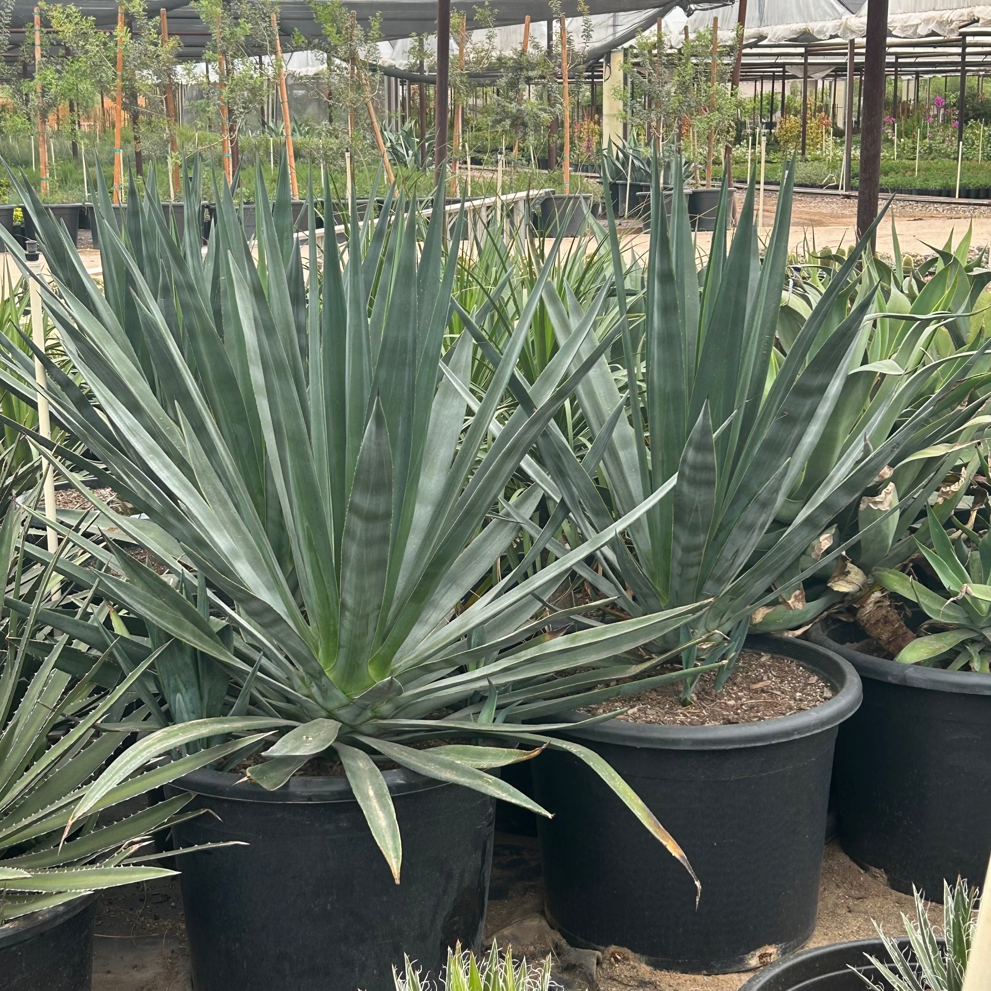 25 gallon Sisal Agave (Agave sisalana) in nursery pot — Phoenix, AZ