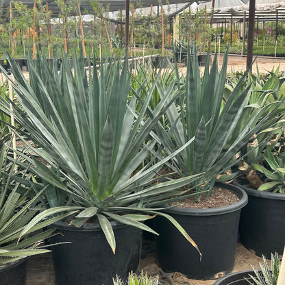 25 gallon Sisal Agave (Agave sisalana) in nursery pot — Phoenix, AZ