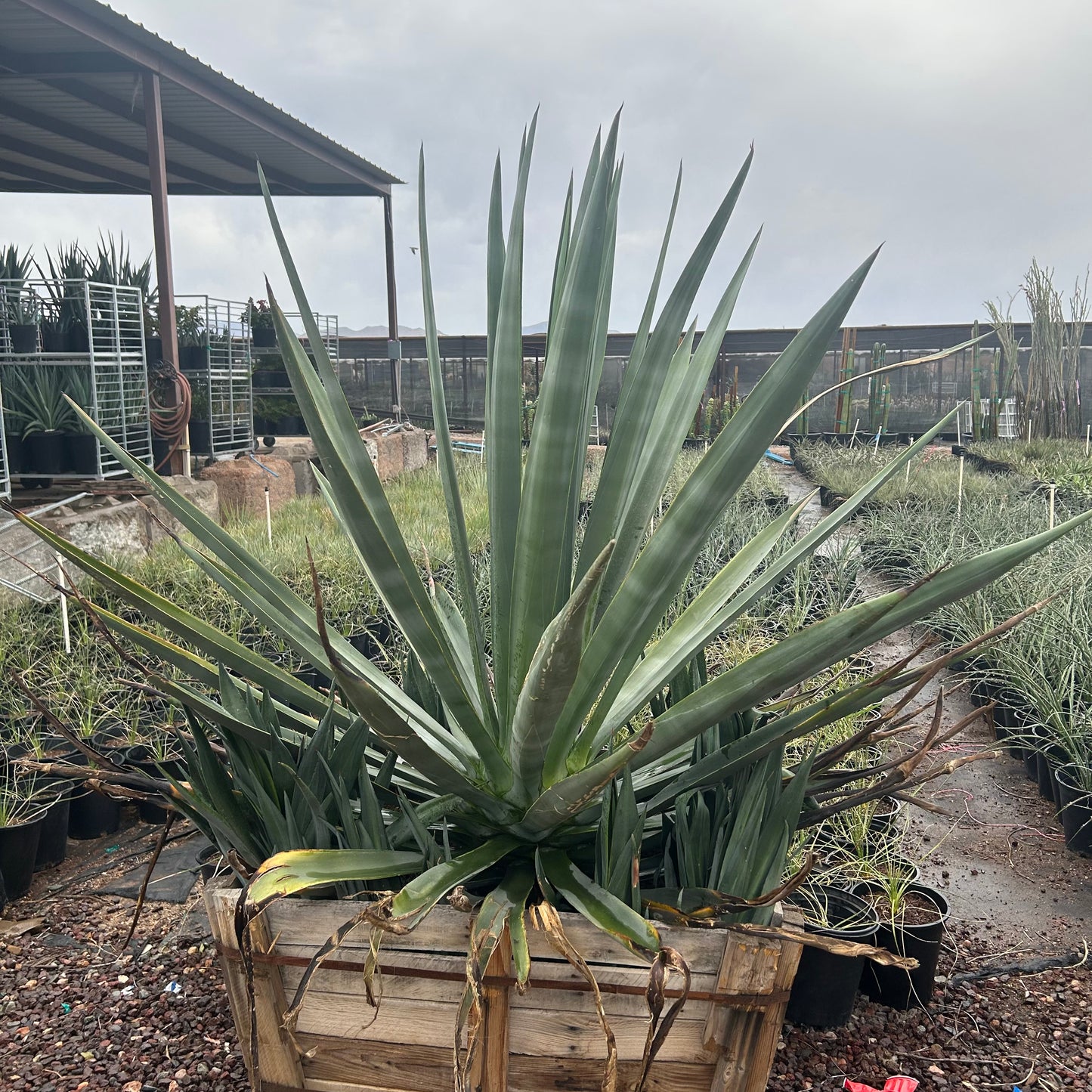 36 inch box Sisal Agave (Agave sisalana) in nursery pot — Phoenix, AZ