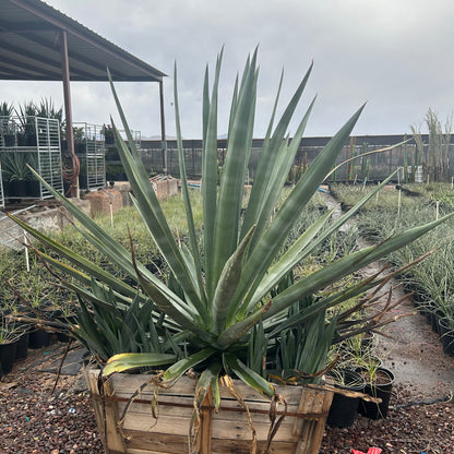 36 inch box Sisal Agave (Agave sisalana) in nursery pot — Phoenix, AZ