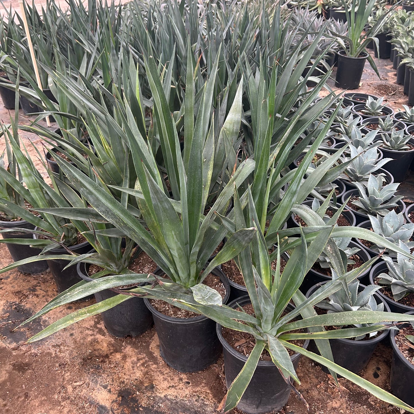 5 gallon Sisal Agave (Agave sisalana) in nursery pot — Phoenix, AZ