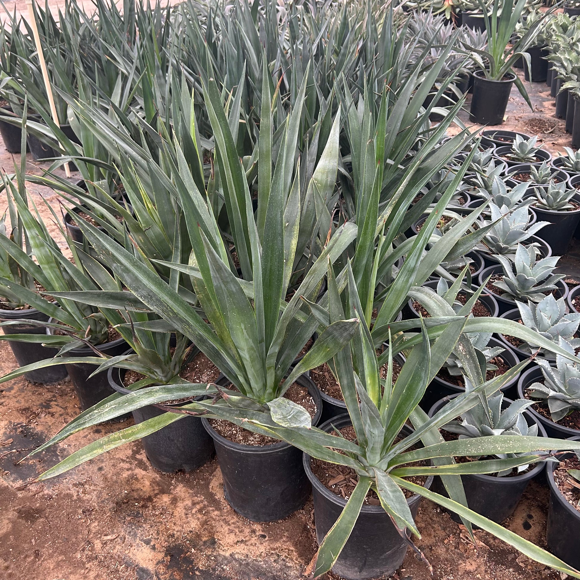 5 gallon Sisal Agave (Agave sisalana) in nursery pot — Phoenix, AZ