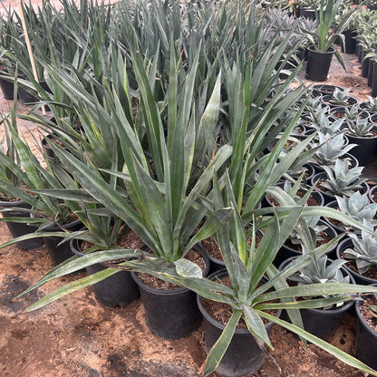 5 gallon Sisal Agave (Agave sisalana) in nursery pot — Phoenix, AZ