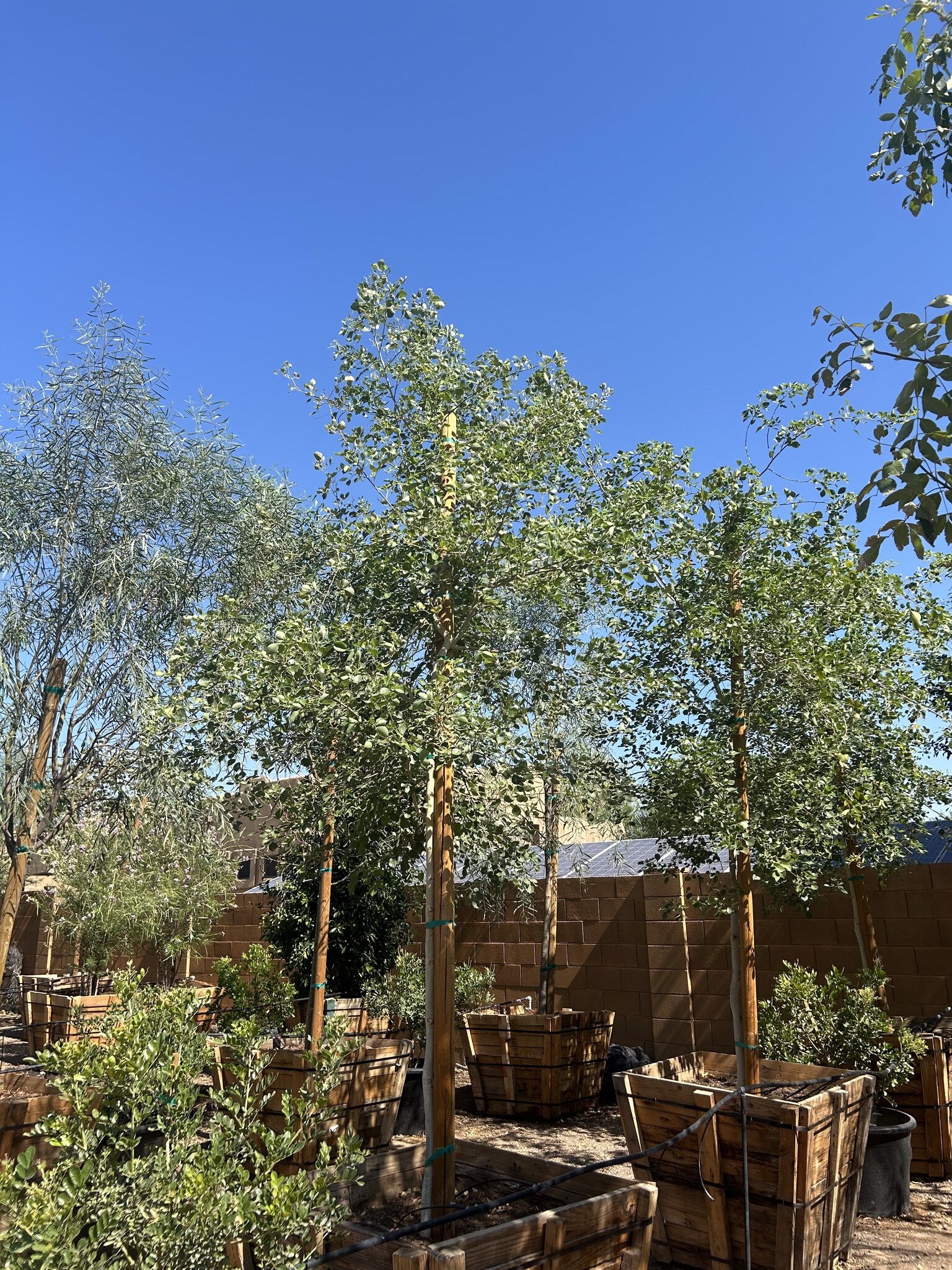 Sissoo Tree 36