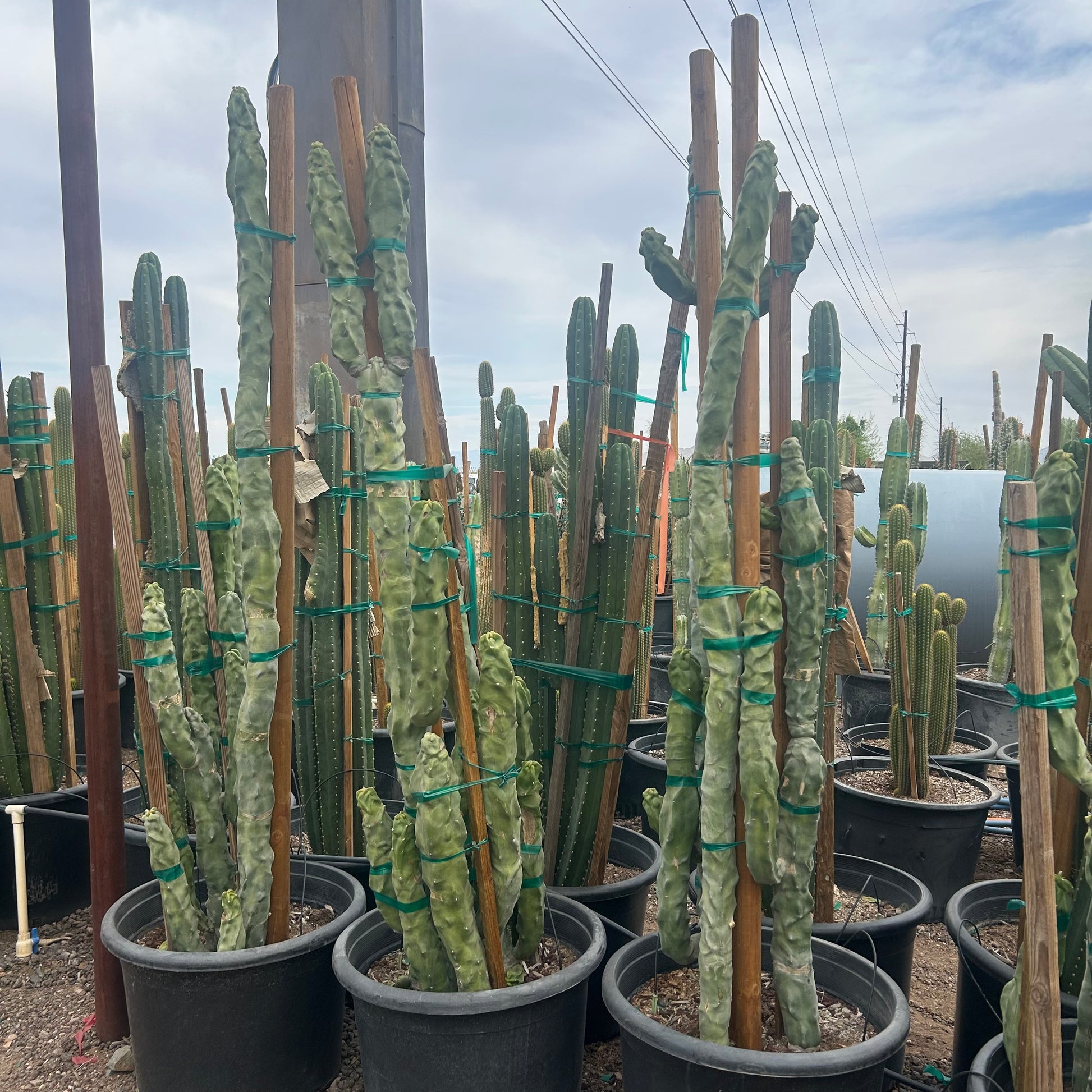 25 gallon Skinny Totem Pole Cactus (Lophocereus schottii f. monstrosus) in nursery pot — Phoenix, AZ