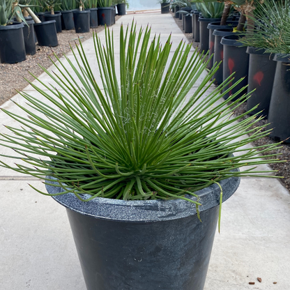 Smooth-edged Desert Spoon
