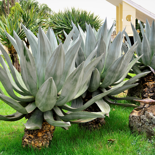 Smooth Edge Agave