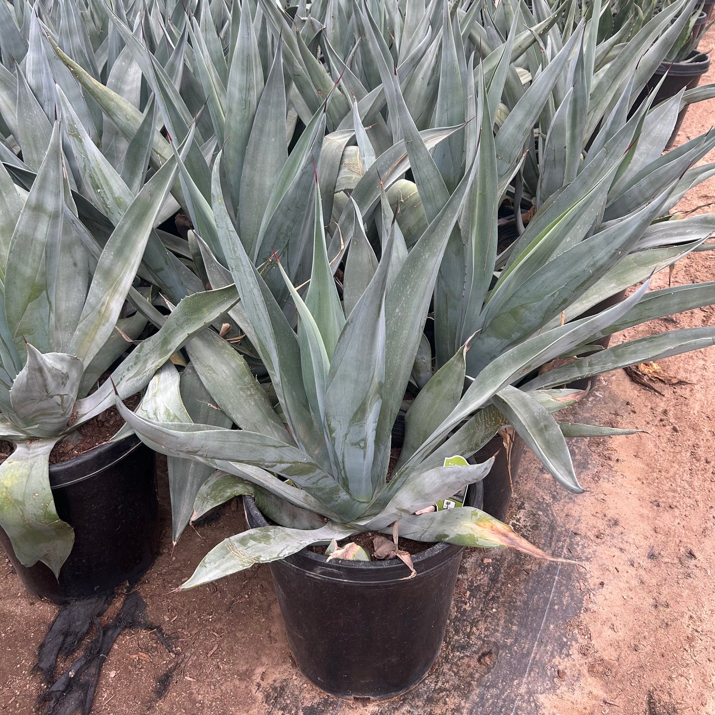 15 gallon Smooth Agave (Agave desmettiana) in nursery pot — Phoenix, AZ