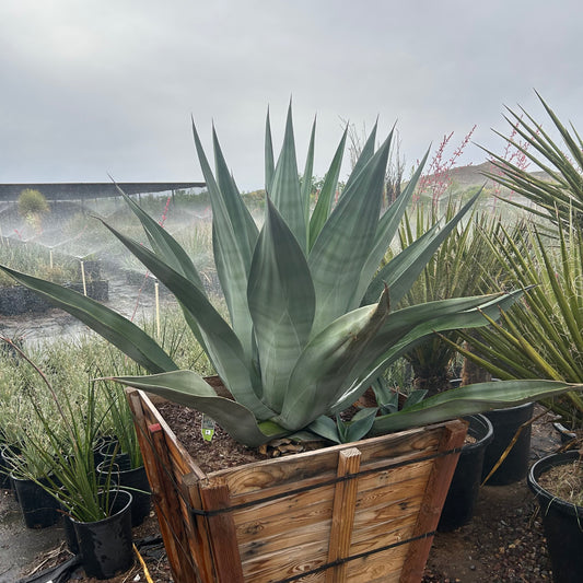 36 inch box Smooth Agave (Agave desmettiana) in nursery pot — Phoenix, AZ