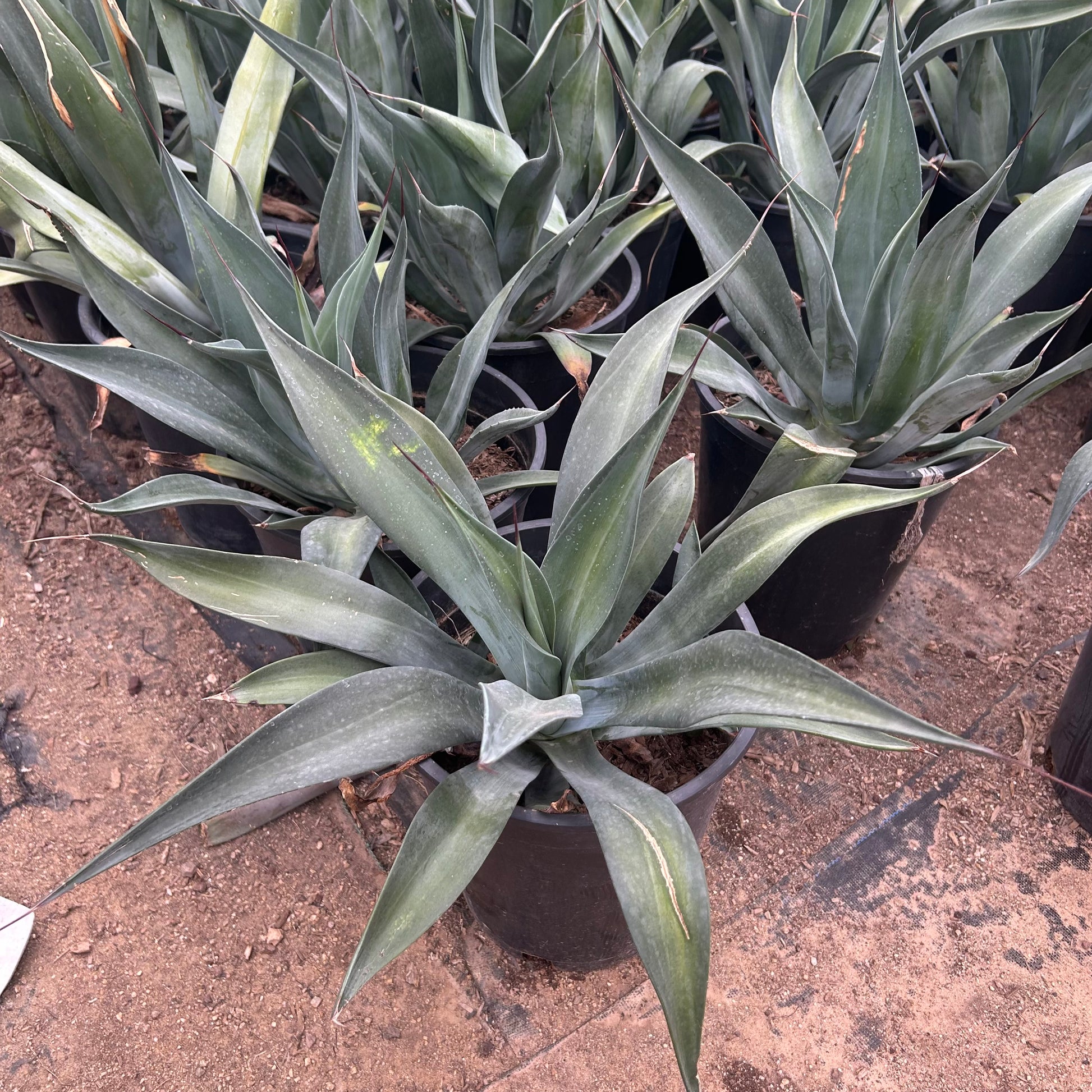 5 gallon Smooth Agave (Agave desmettiana) in nursery pot — Phoenix, AZ