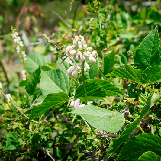 Snail Vine