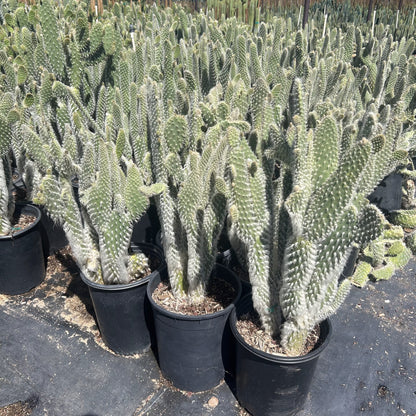 Snow Prickly Pear