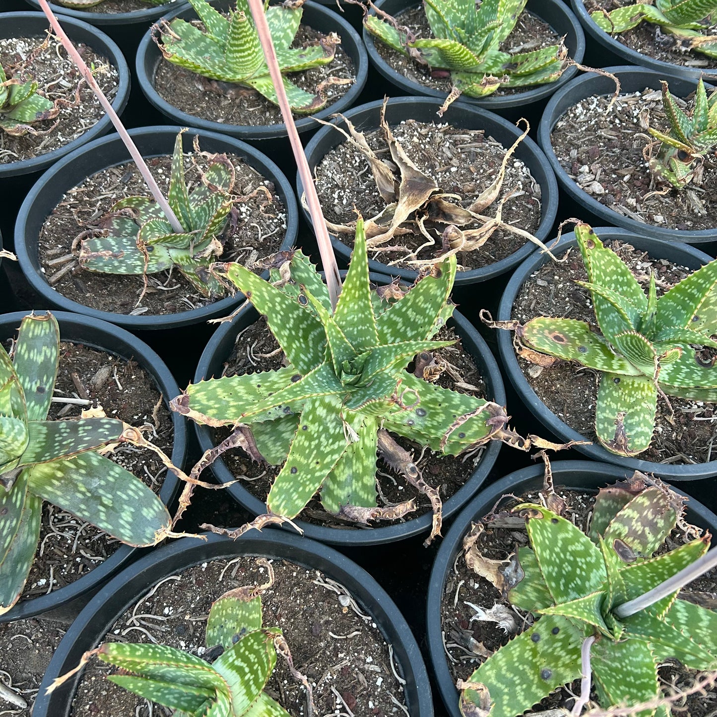 5 gallon Soap Aloe (Aloe maculata) in nursery pot — Phoenix, AZ