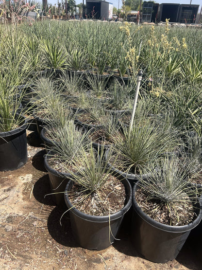 Soaptree Yucca 10/15 Gallon