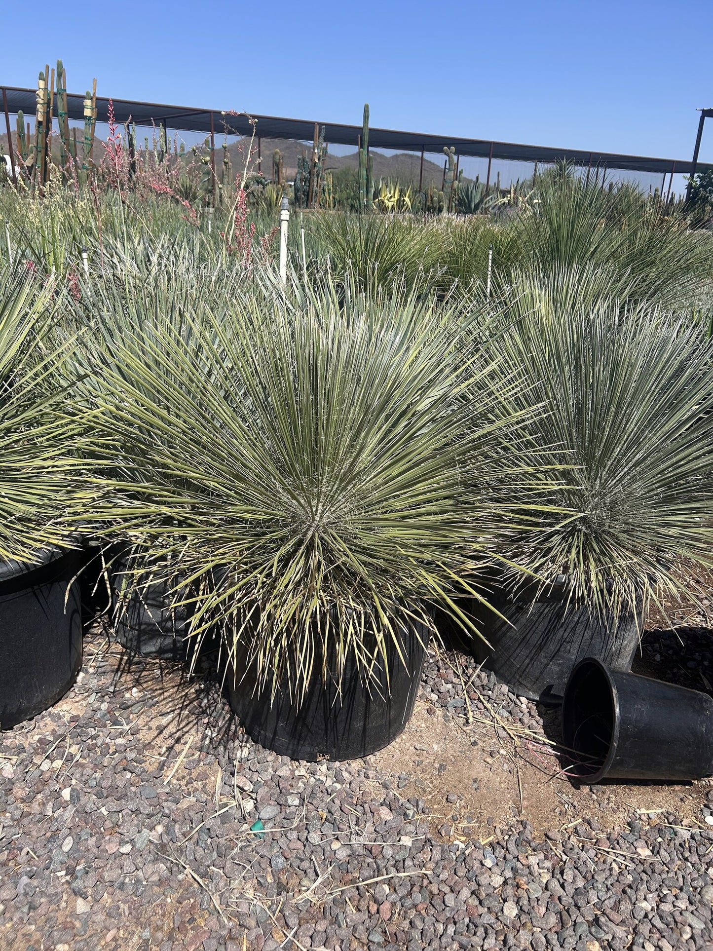 Soaptree Yucca - 24"/25 Gallon