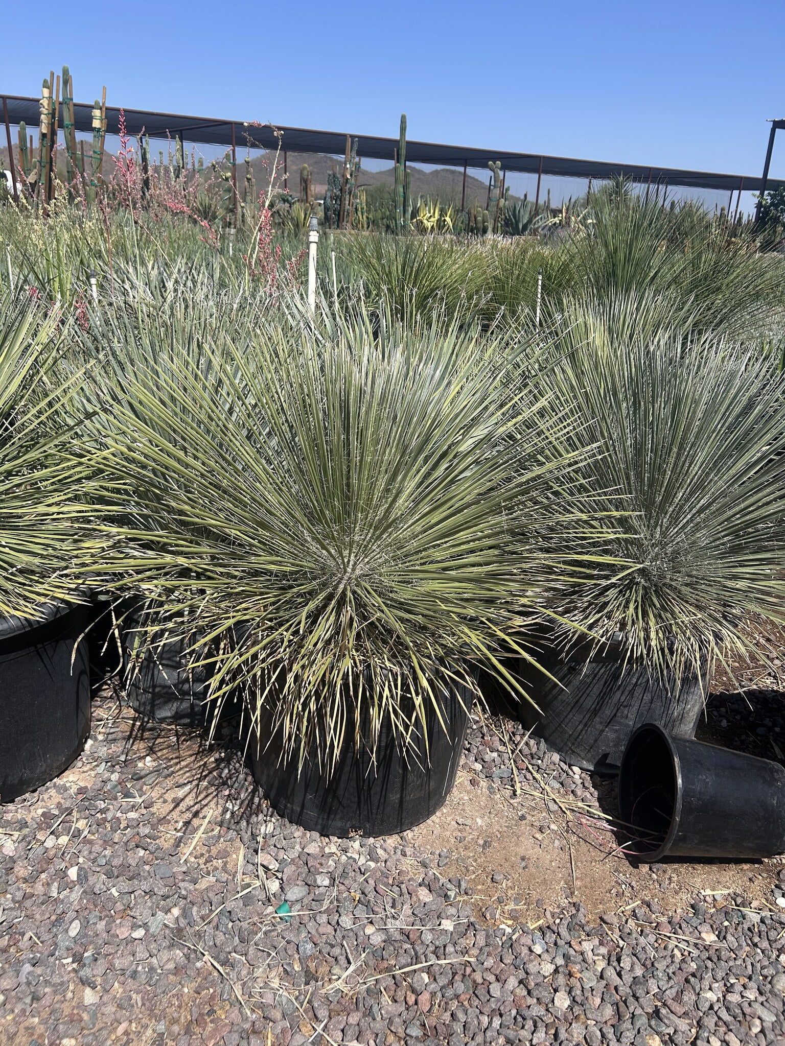 Soaptree Yucca - 24"/25 Gallon