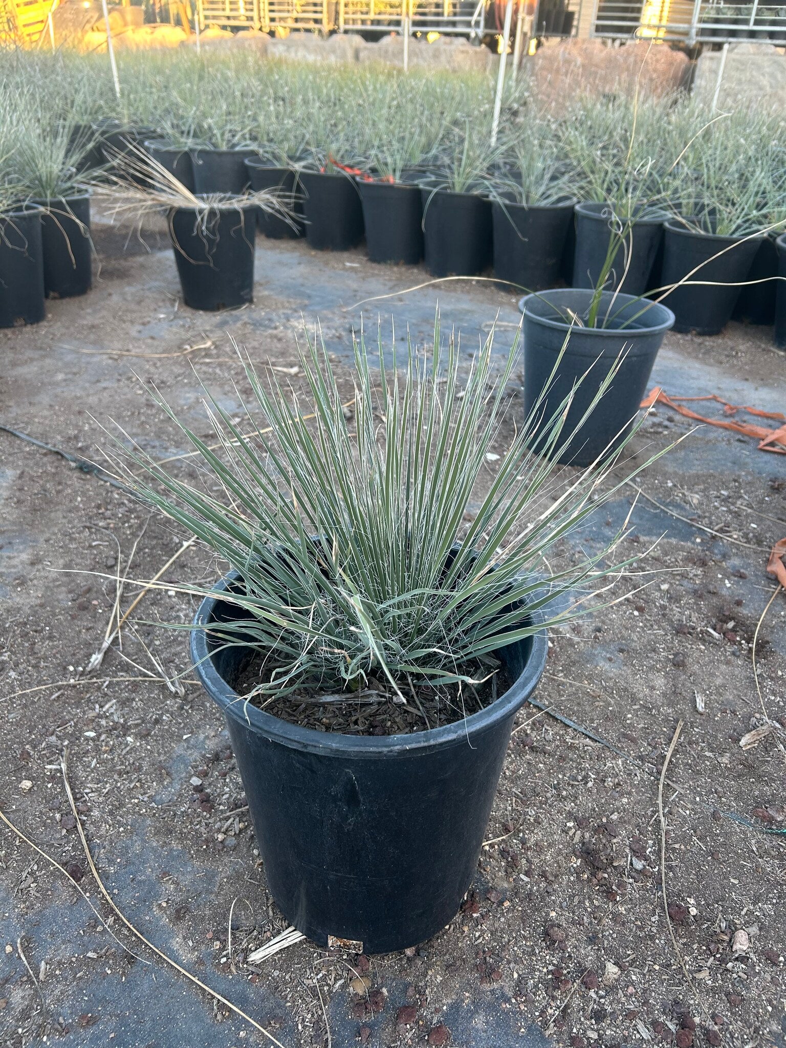 Soaptree Yucca Phoenix, AZ | Yucca elata | Three Timbers – Three