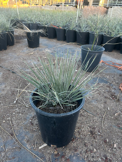 Soaptree Yucca