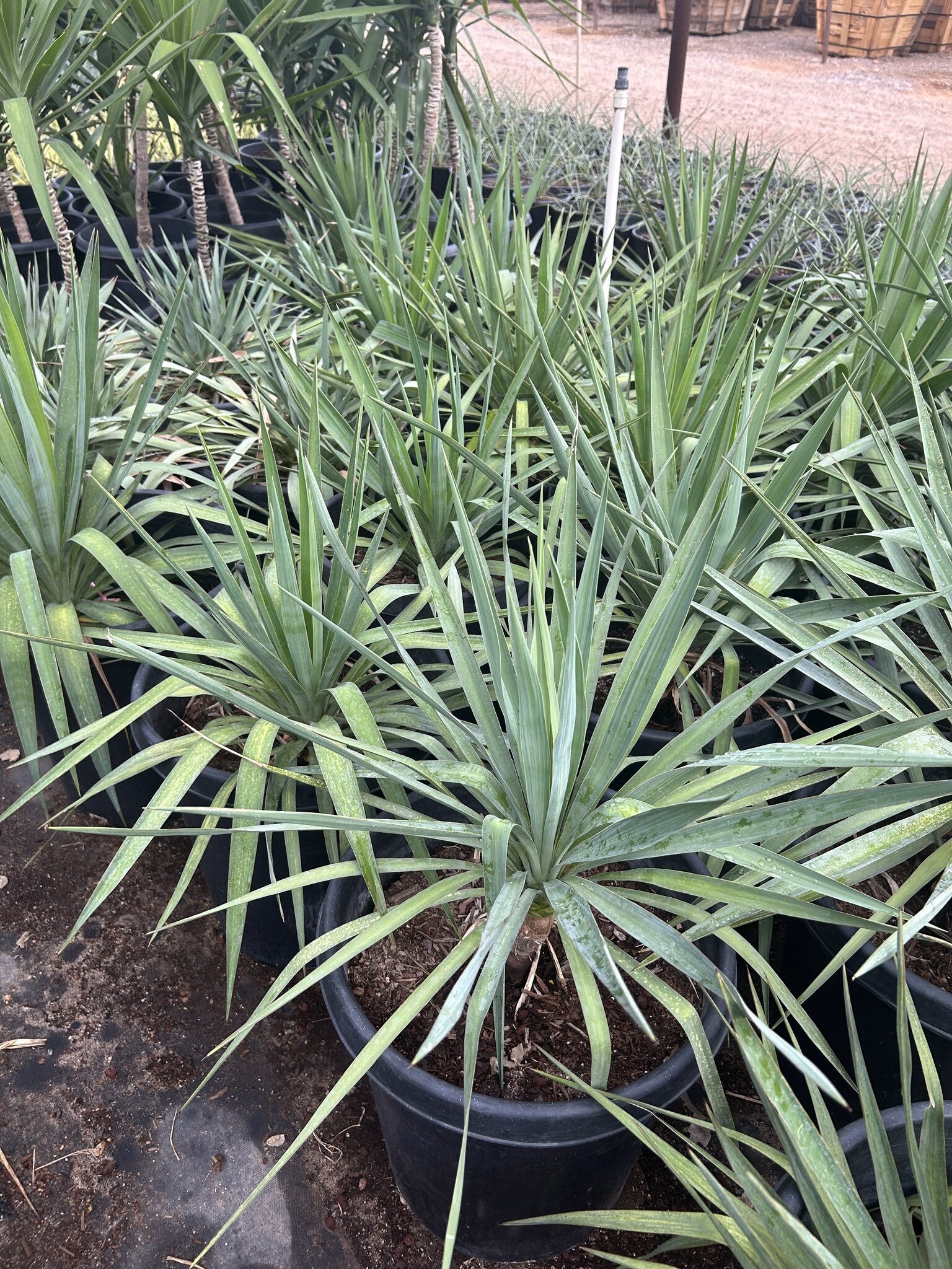 Soft Leaf Yucca Phoenix, AZ | Yucca pendula | Three Timbers