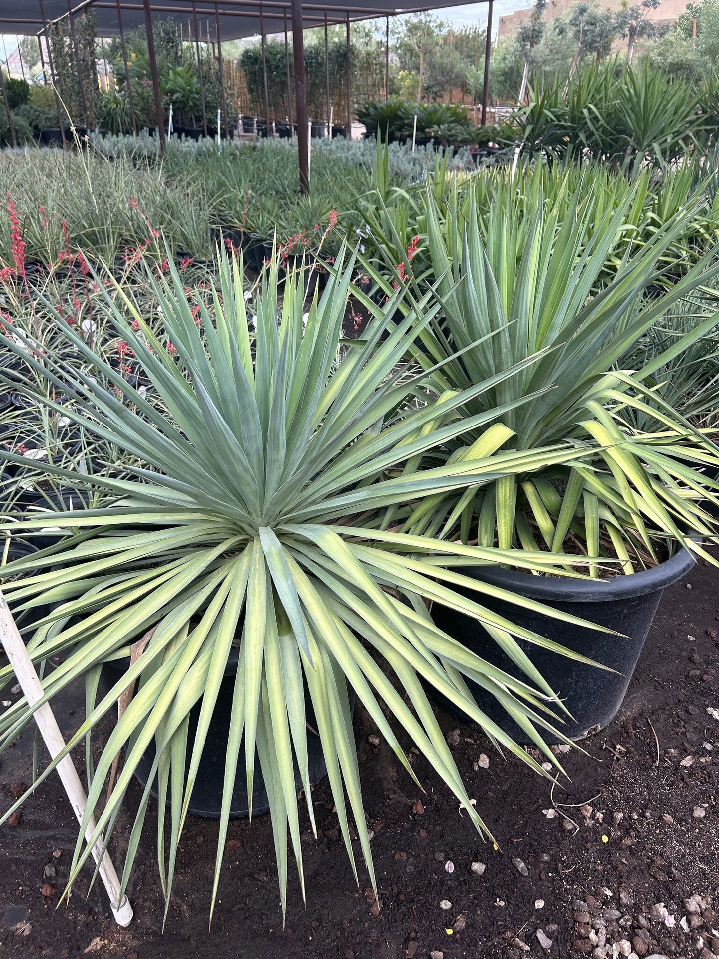 Soft Leaf Yucca - 24"/25 Gallon