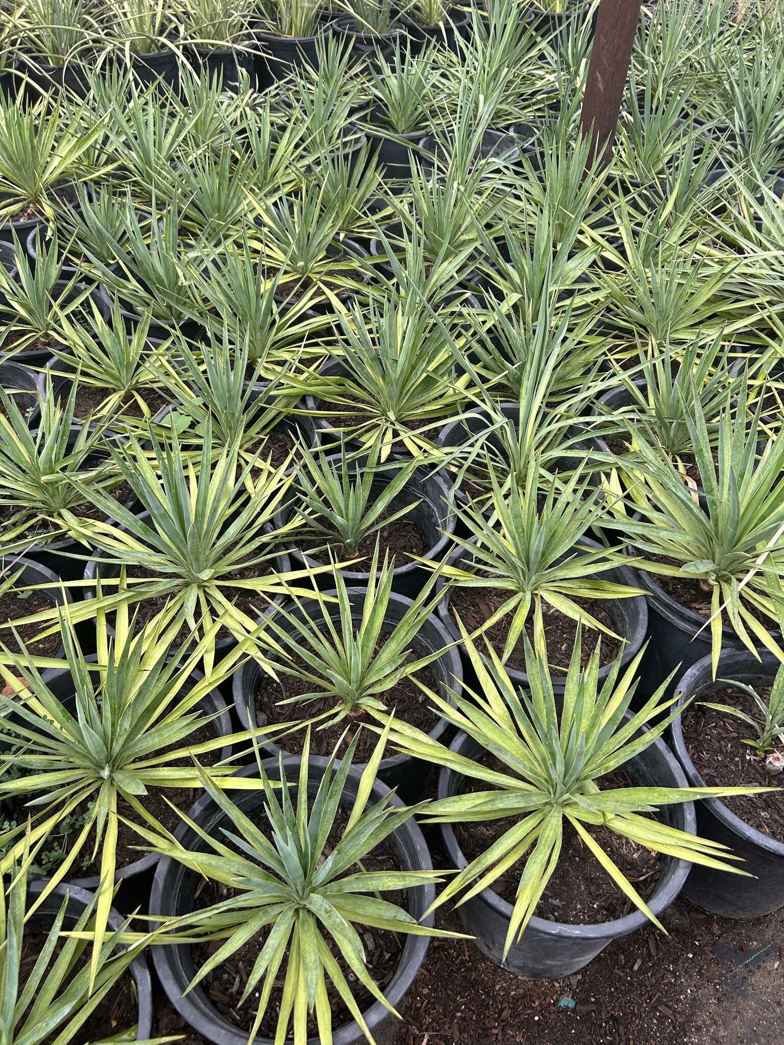 Soft Leaf Yucca - 3/5 Gallon