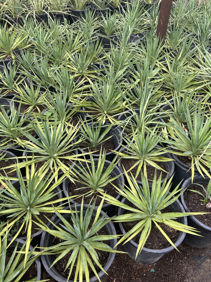 Soft Leaf Yucca - 3/5 Gallon
