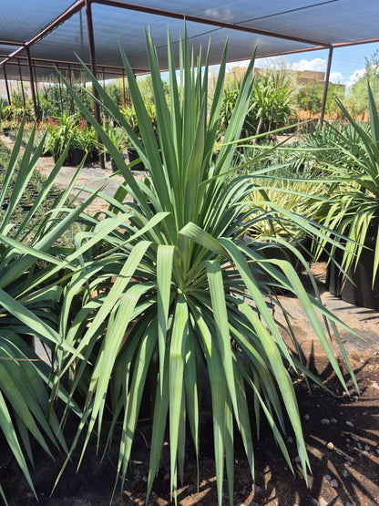 Yucca Pendula (soft tip)