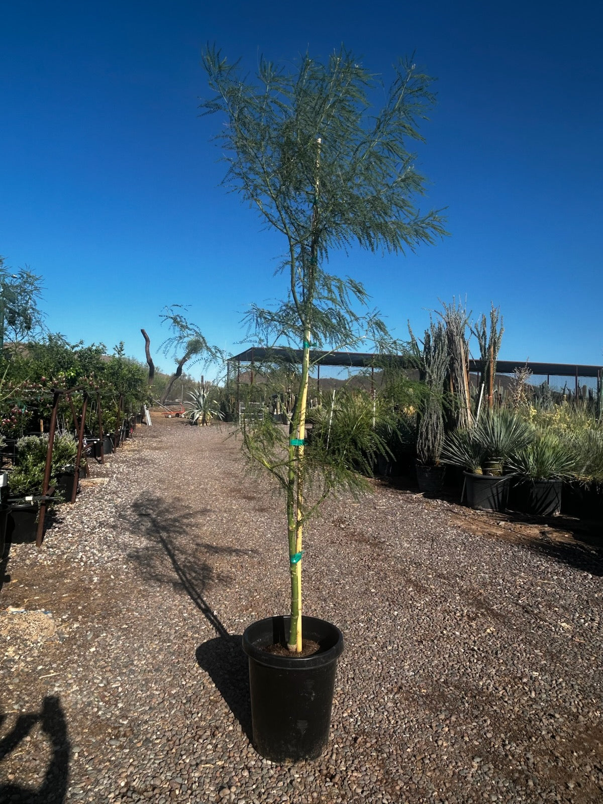 Sonoran Emerald
