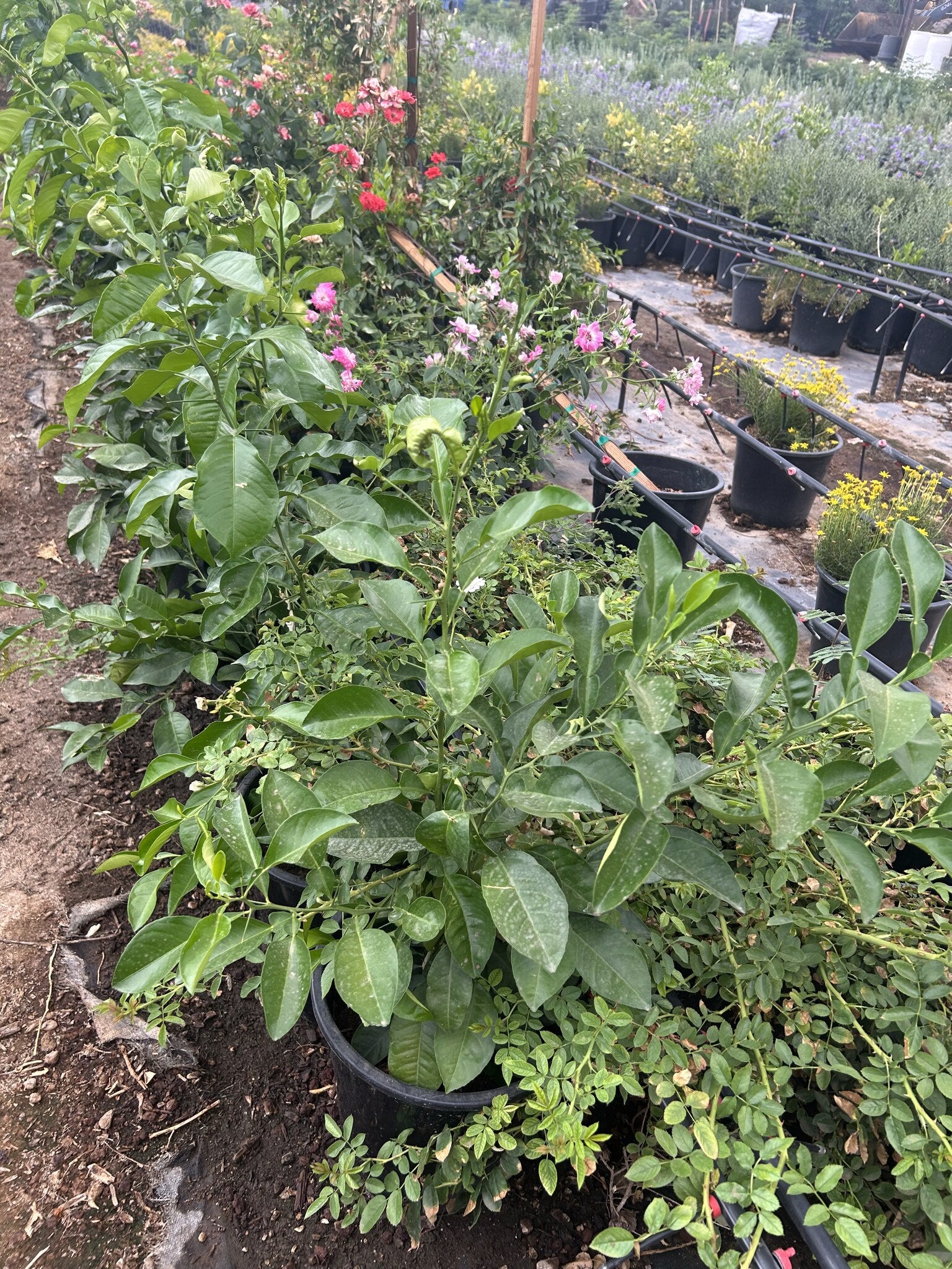 Sour Orange Tree - 3/5 Gallon