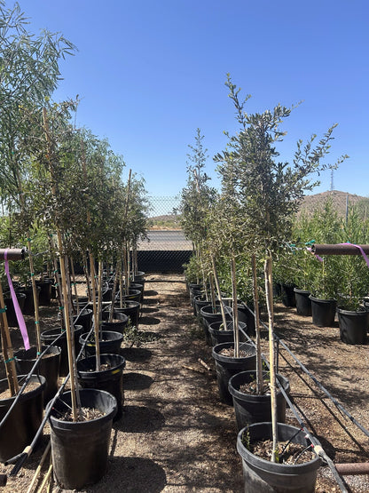 Southern Live Oak 10/15 Gallon