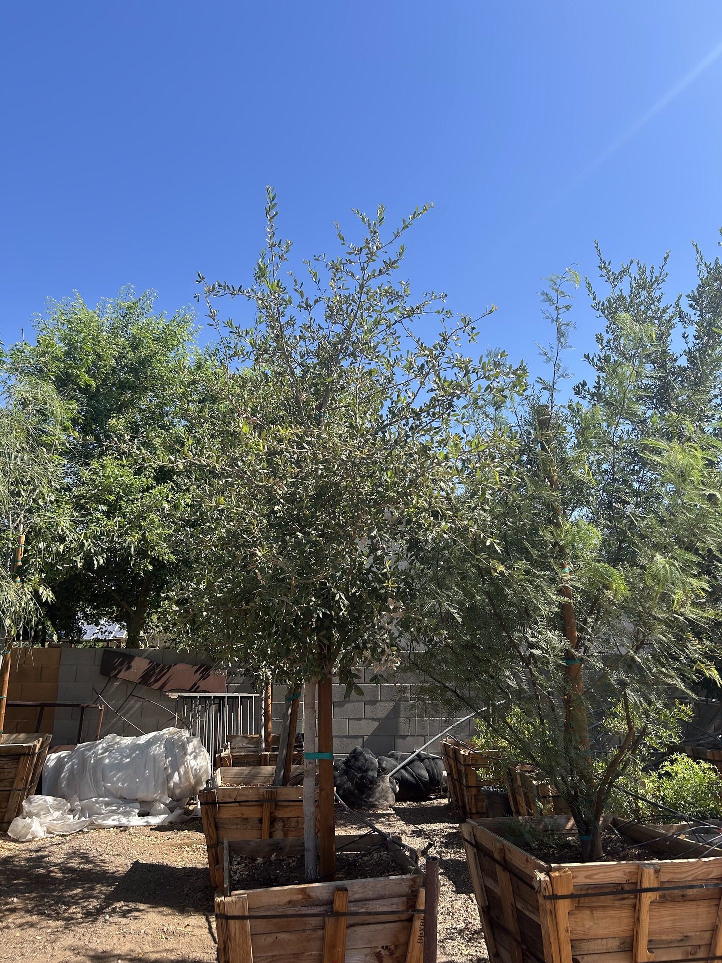 Southern Live Oak 36" Box