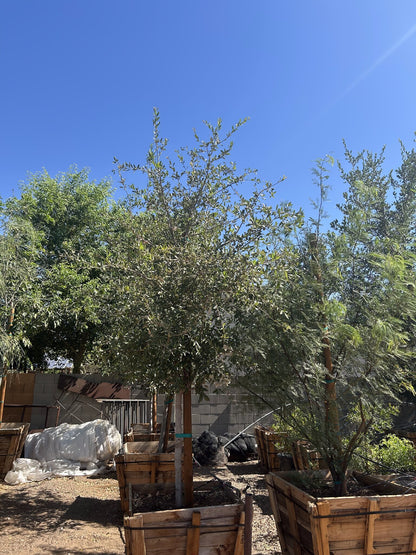 Southern Live Oak 36" Box