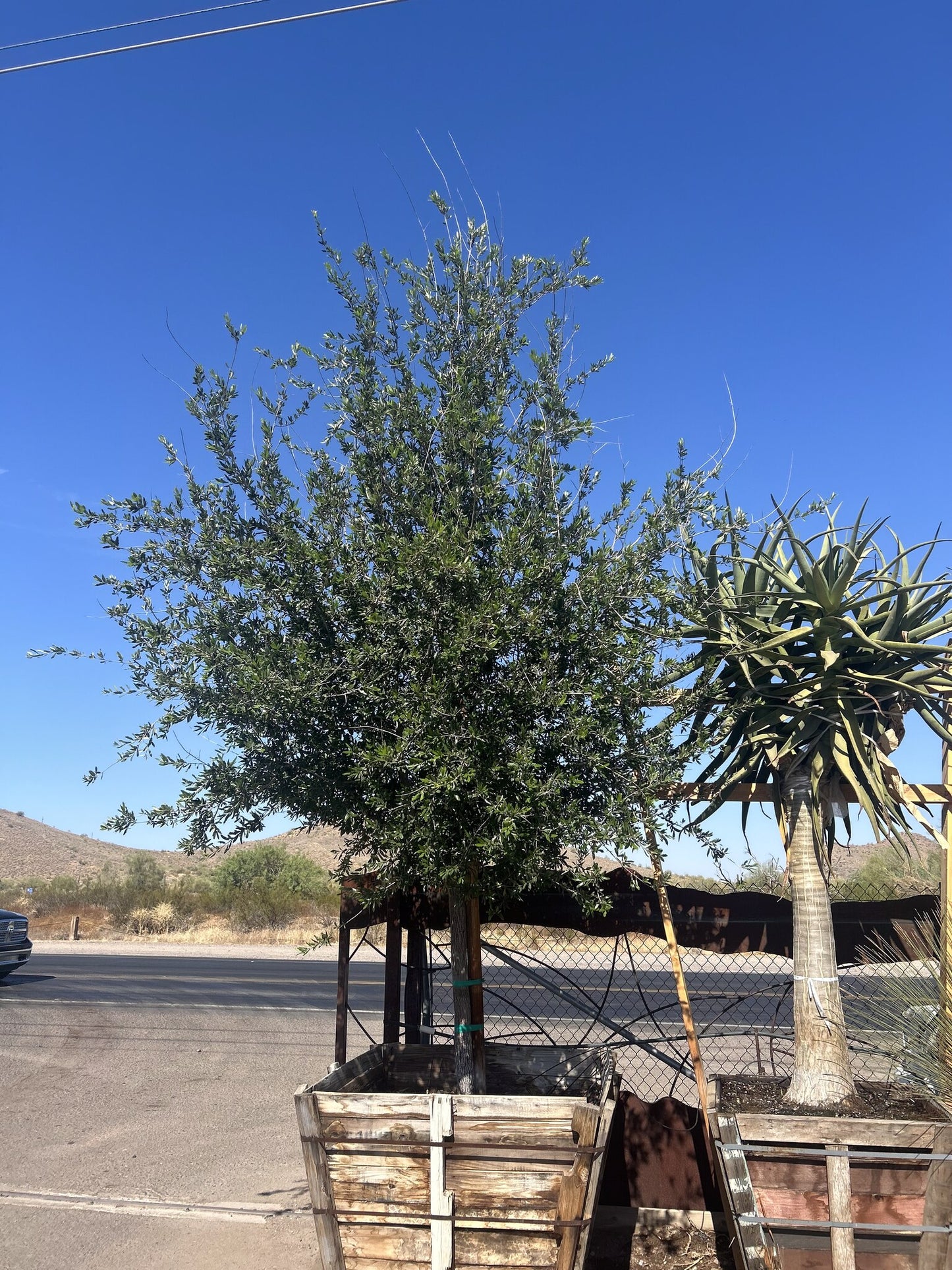 Southern Live Oak 48" Box