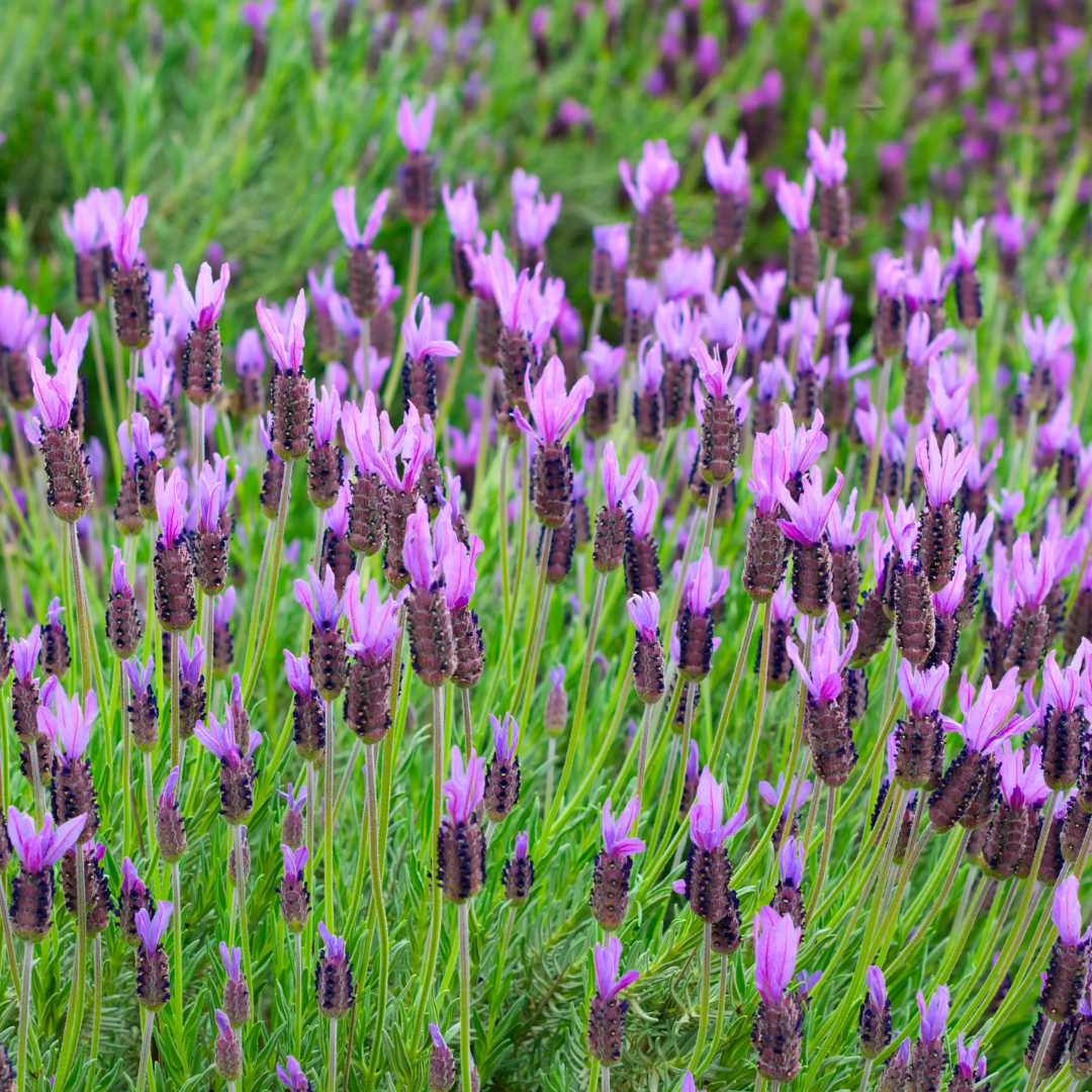 buy lavendar plant Buy Spanish Lavender Phoenix, AZ | Lavandula stoechas