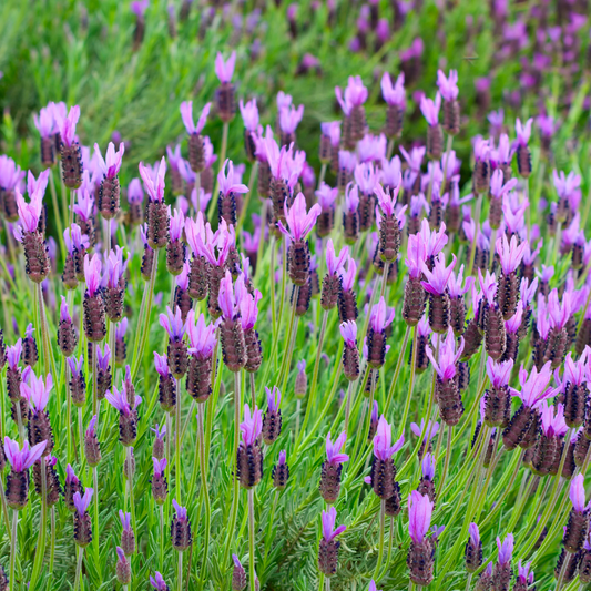 Spanish Lavender