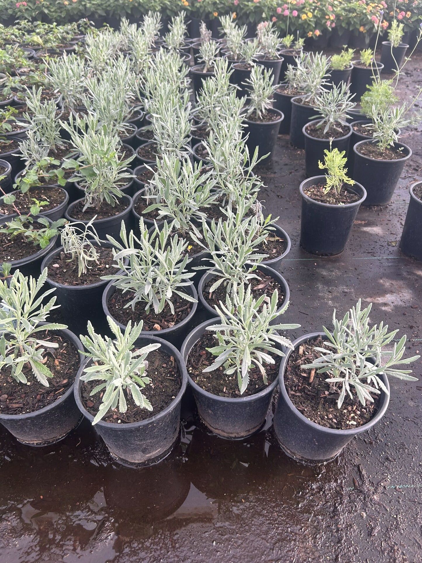 Spanish Lavender