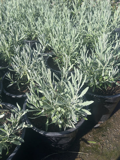 Spanish Lavender