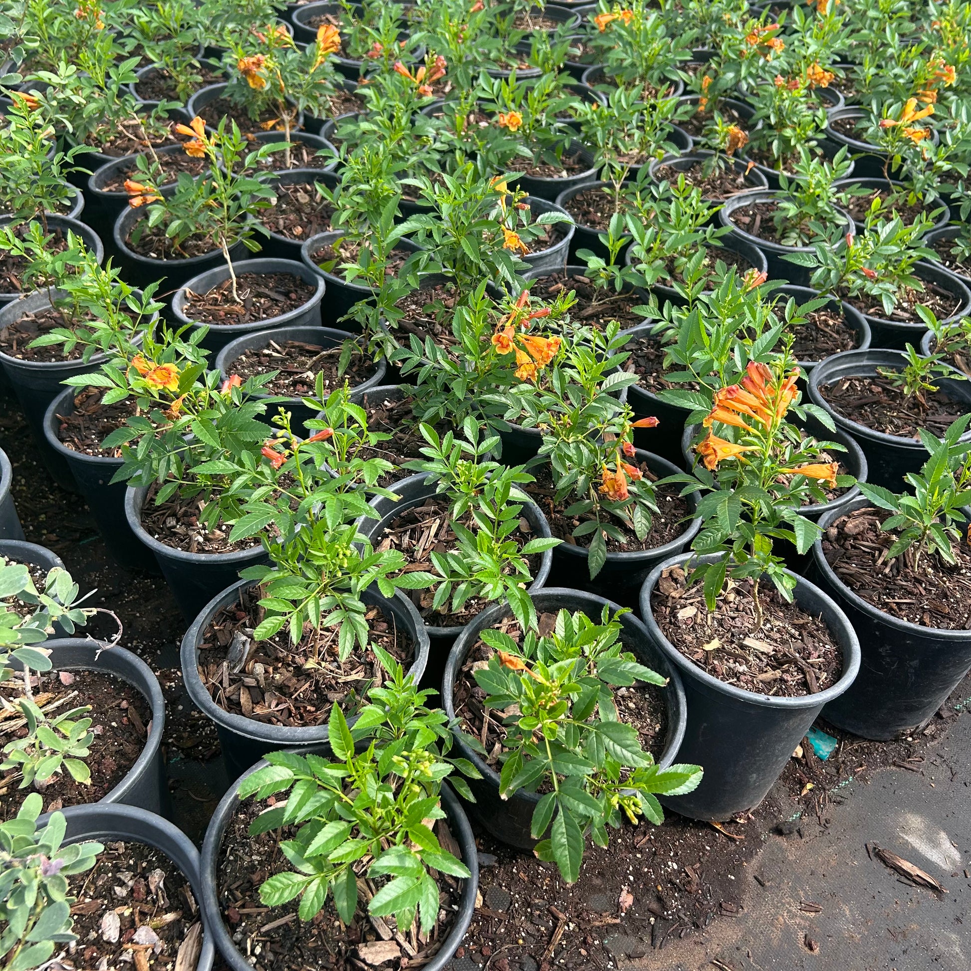 1 gallon Sparklette Tecoma (Tecoma stans 'Sparklette') in nursery pot — Phoenix, AZ